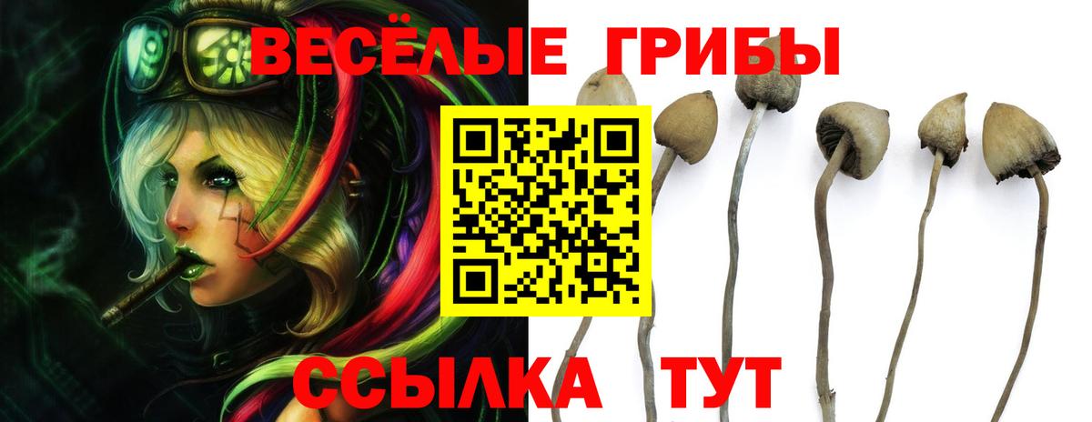 закладки  Вход с VPN  Кандалакша  Галлюциногенные грибы мухоморы 